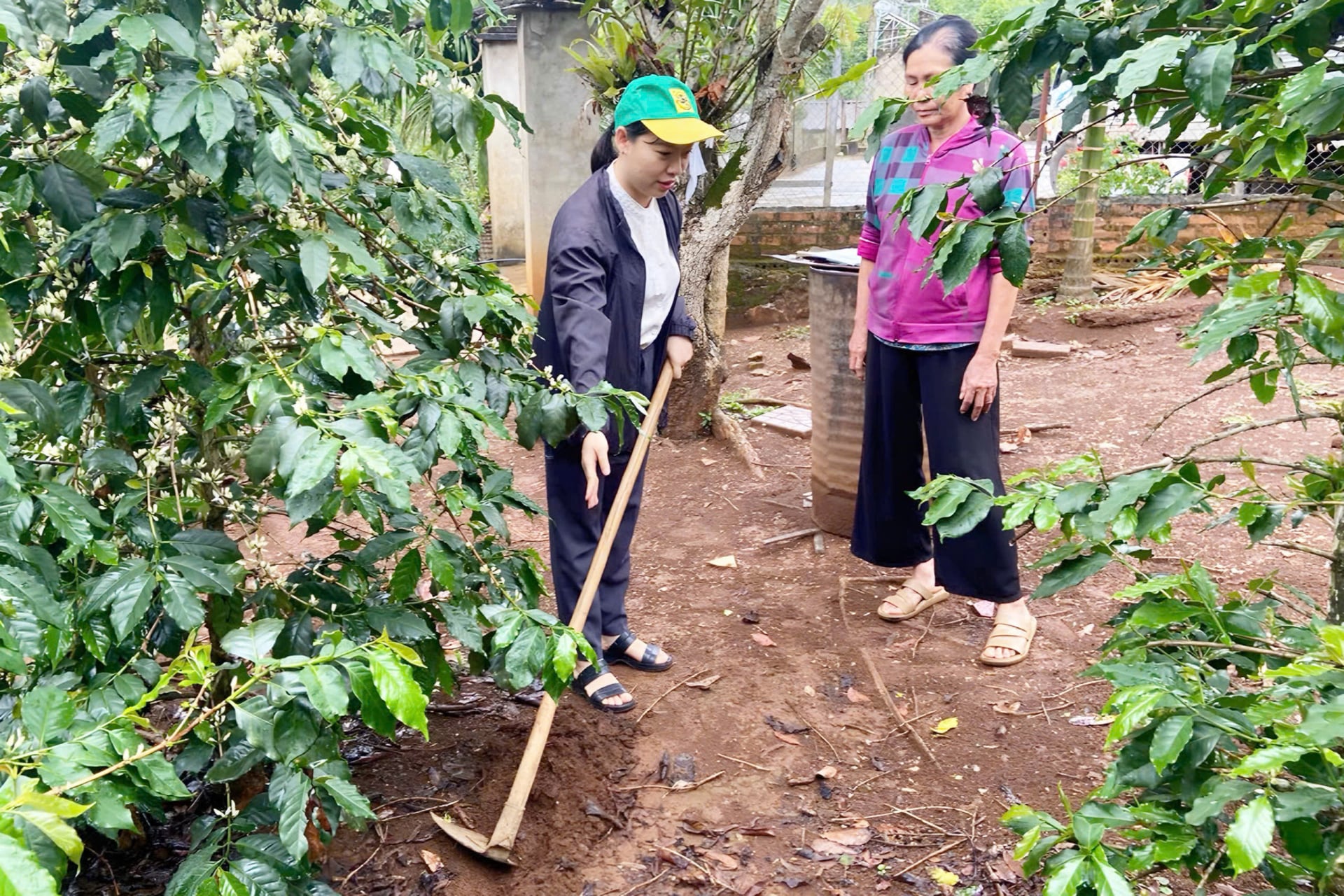 Chị Nguyễn Huyền Trang - cán bộ Trung tâm Khuyến nông tỉnh Sơn La hướng dẫn bà Bùi Thị Hằng (bản Hưng Nhân, xã Bình Thuận) rạch hàng bón phân cho cây cà phê. Ảnh: Nguyễn Nga. Chị Nguyễn Huyền Trang - cán bộ Trung tâm Khuyến nông tỉnh Sơn La hướng dẫn bà Bùi Thị Hằng (bản Hưng Nhân, xã Bình Thuận) rạch hàng bón phân cho cây cà phê. Ảnh: Nguyễn Nga.