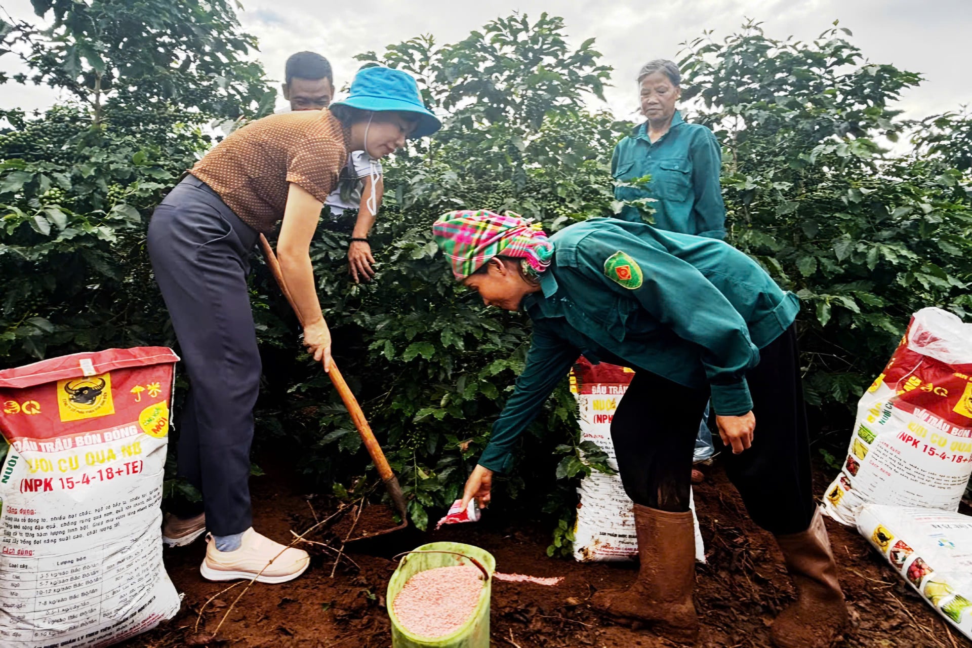 Cán bộ kỹ thuật hướng dẫn bà con cách bón phân theo từng giai đoạn sinh trưởng của cây cà phê. Ảnh: Nguyễn Nga. Cán bộ kỹ thuật hướng dẫn bà con cách bón phân theo từng giai đoạn sinh trưởng của cây cà phê. Ảnh: Nguyễn Nga.