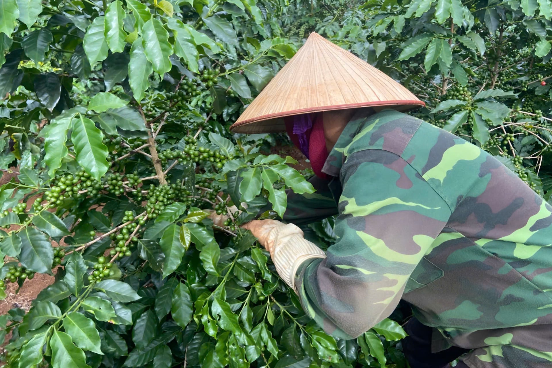 Các vườn cà phê tham gia mô hình đều sinh trưởng tốt, bộ lá xanh dày, tỷ lệ đậu quả cao. Ảnh: Nguyễn Nga. Các vườn cà phê tham gia mô hình đều sinh trưởng tốt, bộ lá xanh dày, tỷ lệ đậu quả cao. Ảnh: Nguyễn Nga.