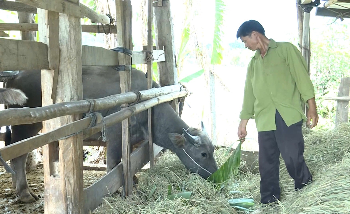 Làng Cao Sơn (xã Tơ Tung) đang duy trì, phát triển tốt nghề nuôi trâu sinh sản. Ảnh: Tuấn Anh.