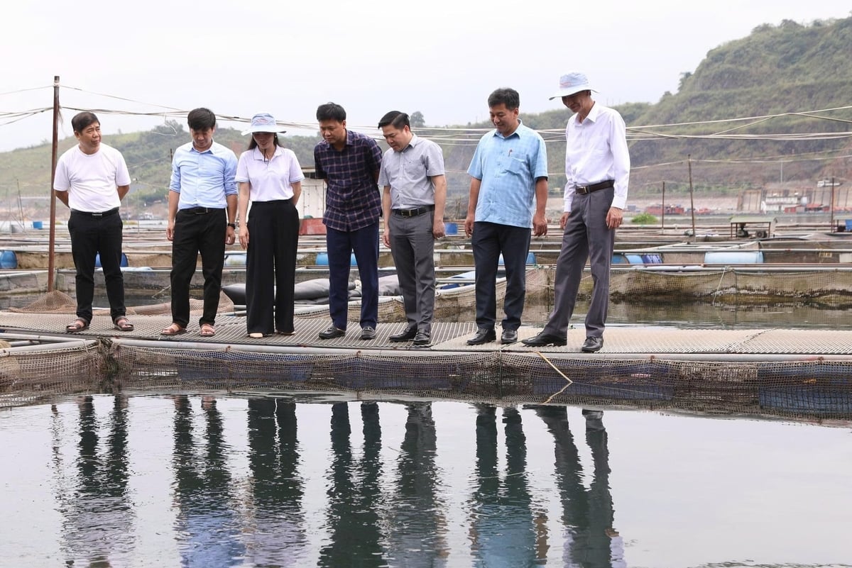 Ông Bùi Duy Linh, Phó Giám đốc Sở Nông nghiệp và Môi trường tỉnh Phú Thọ tham quan mô hình nuôi cá lồng ứng dụng kỹ thuật hiện đại, góp phần nâng cao giá trị sản xuất thủy sản. Ảnh: Bảo Hà.