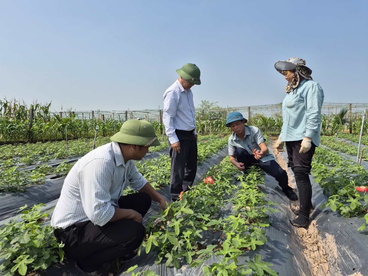 Chuyển giao kỹ thuật trồng sâm Bố Chính cho nông dân xã Khánh Trung. Ảnh: Xuân Hào.