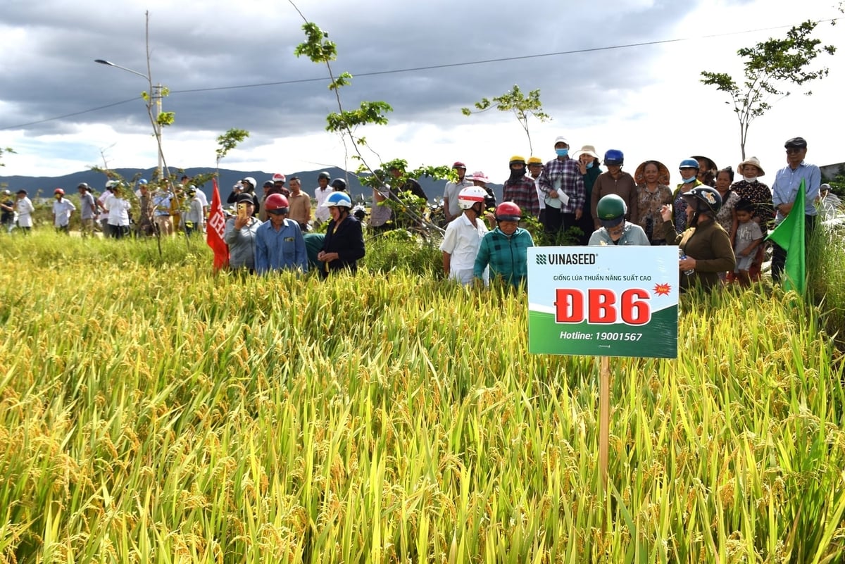 Nông dân tham quan cánh đồng lúa ĐB6 tại HTX Nông nghiệp Nhơn Hạnh 2 (phường An Nhơn Bắc, Gia Lai). Ảnh: V.Đ.T.
