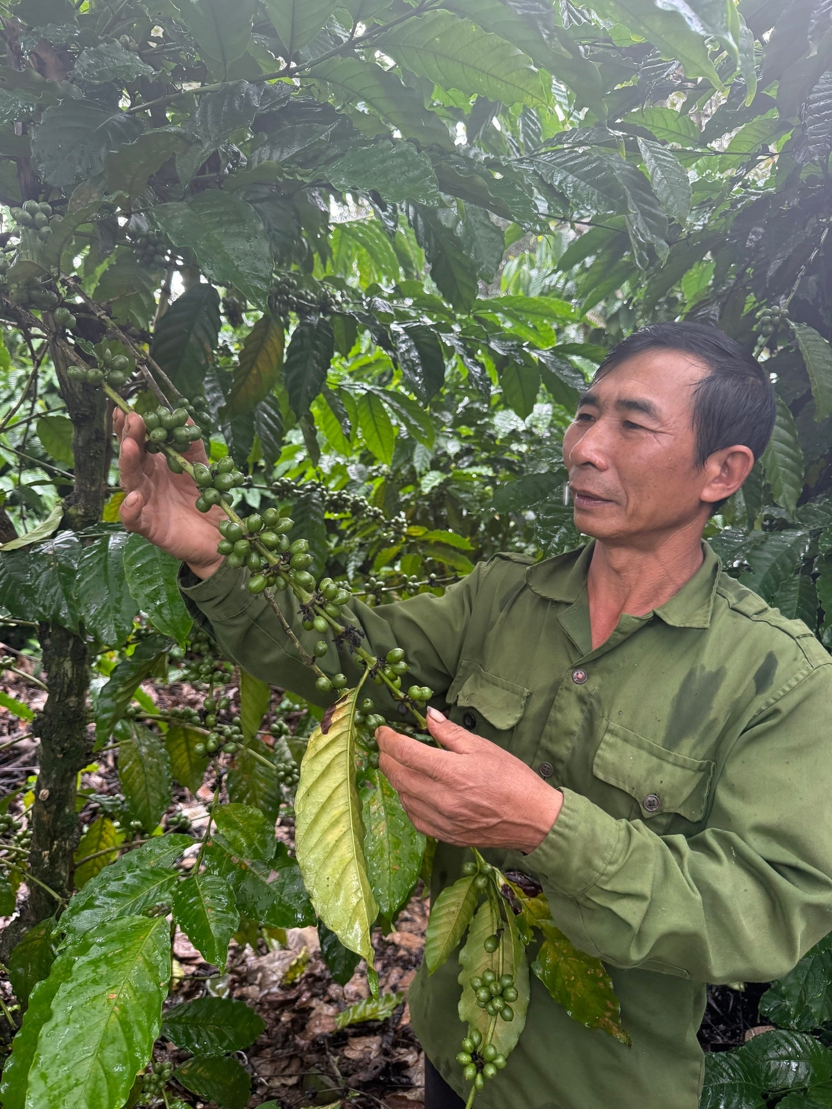 Ông Chu Văn Dũng kiểm tra chùm quả trên phần vườn áp dụng quy trình mới. Ảnh: NV.Vũ. Ông Chu Văn Dũng kiểm tra chùm quả trên phần vườn áp dụng quy trình mới. Ảnh: NV.Vũ.