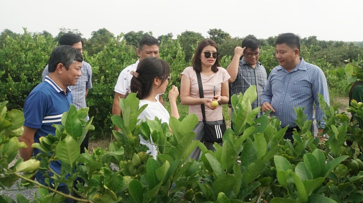 Du khách thích thú tìm hiểu chanh không hạt tại Chavi. Ảnh: Trần Trung.
