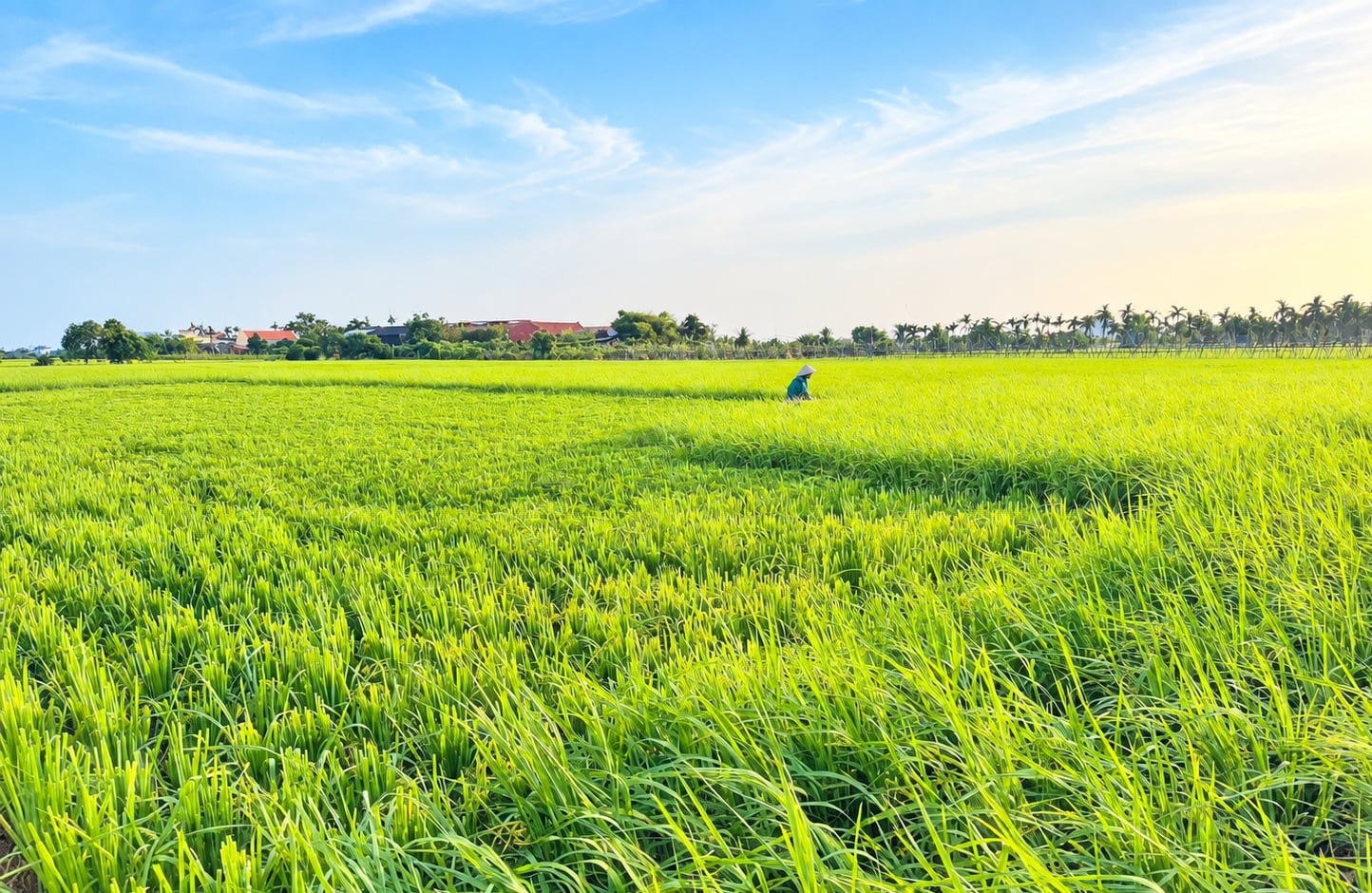 Anh Trần Văn Trung thử nghiệm cắt lá lúa để chống đổ ngã và giảm nguy cơ sâu bệnh gây hại. Ảnh: Đinh Mười.