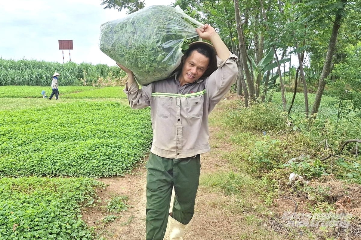 Theo anh Nguyễn Văn Tuấn, rau má không khó trồng nhưng quá trình sản xuất phải được kiểm soát chặt chẽ. Ảnh: Trung Quân. Theo anh Nguyễn Văn Tuấn, rau má không khó trồng nhưng quá trình sản xuất phải được kiểm soát chặt chẽ. Ảnh: Trung Quân.