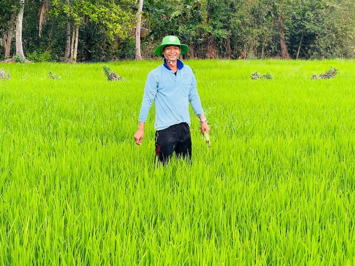 Vụ hè thu 2026, nhiều giải pháp canh tác tiên tiến đã được nông dân Cà Mau chú trọng áp dụng. Ảnh: Trọng Linh.