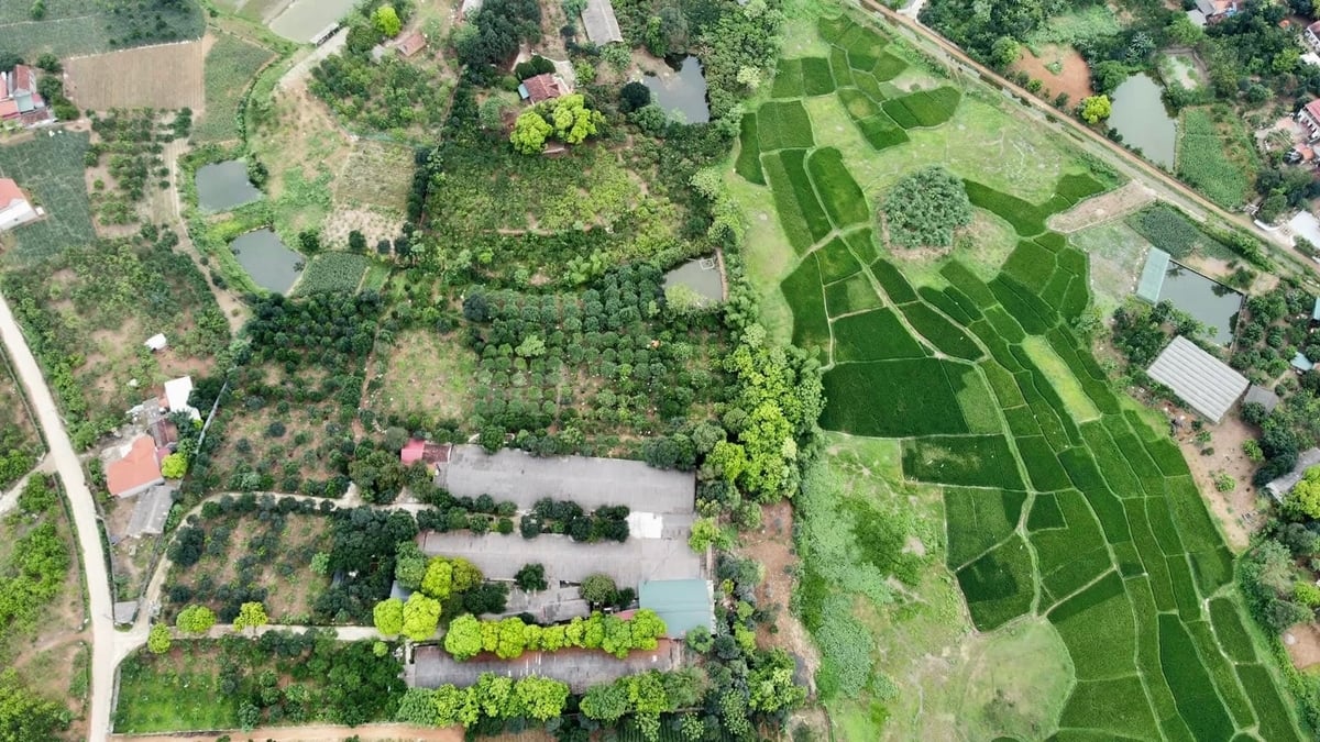 Toàn cảnh trang trại liên kết chăn nuôi gà lông màu của ông Nguyễn Mạnh Hải với Japfa Comfeed Việt Nam. Ảnh: Minh Phúc.
