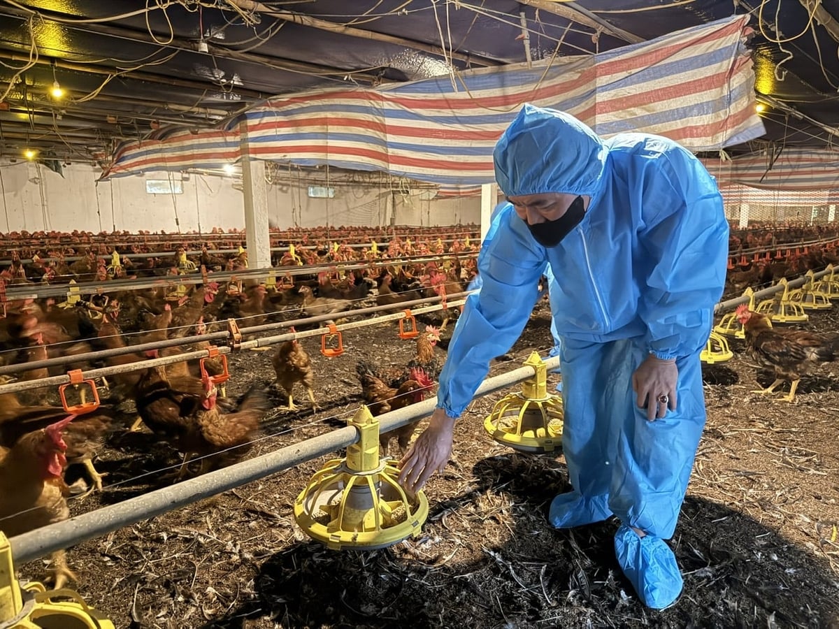 Ông Hải kiểm tra máng ăn trong chuồng nuôi 9.000 con gà Mía. Ảnh: Minh Phúc