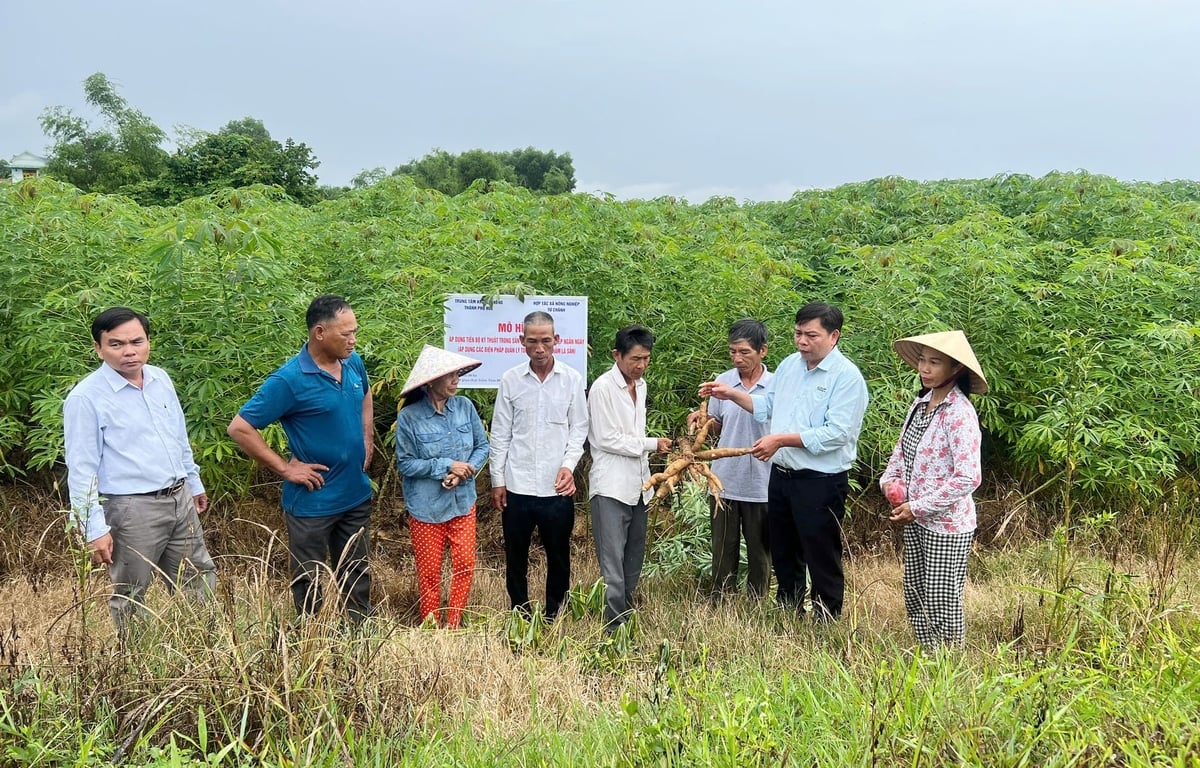 Tham gia mô hình, nông dân được tập huấn kỹ thuật trồng, chăm sóc và áp dụng các biện pháp quản lý tổng hợp bệnh khảm lá sắn. Ảnh: Văn Dinh.