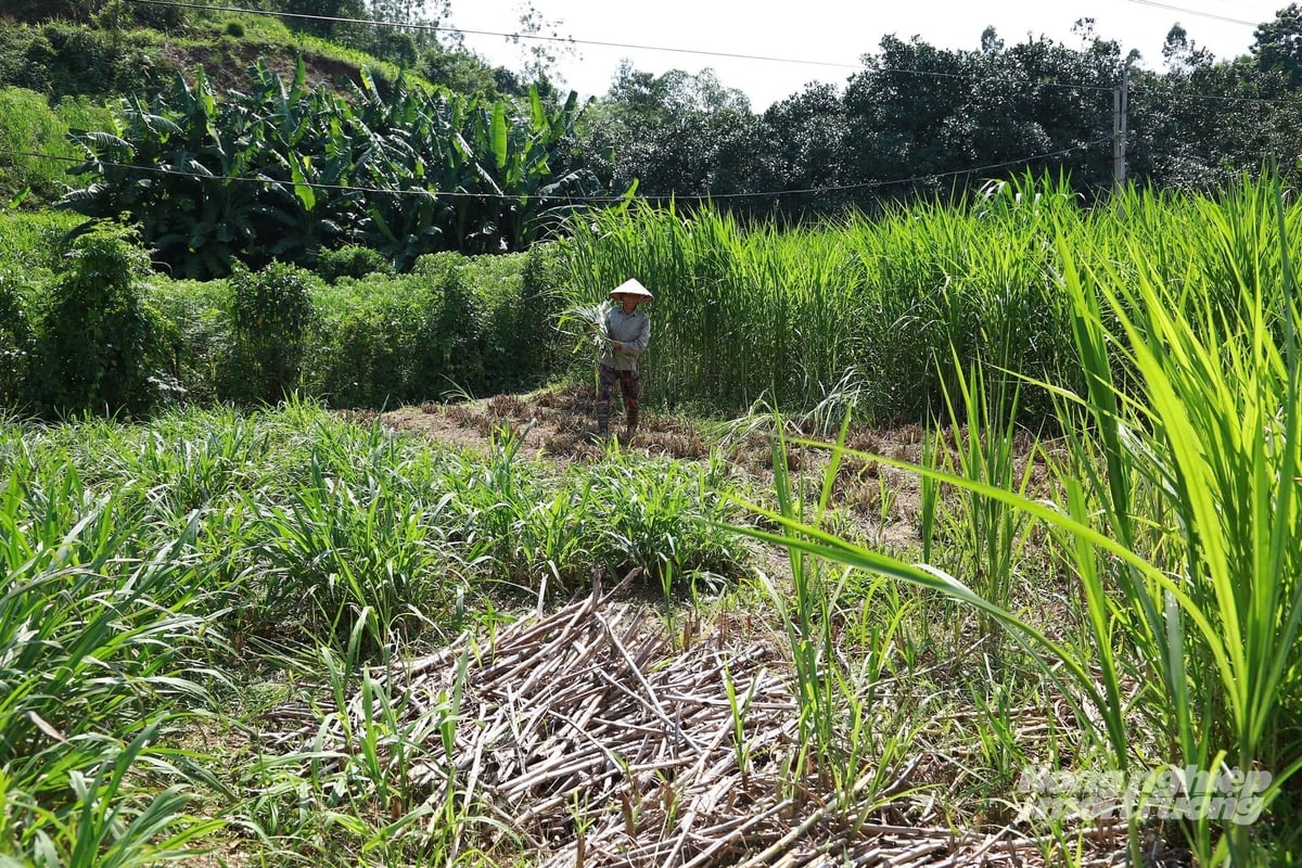 Trước khi nhận bò về nuôi, bà Mai đã chủ động trồng cỏ voi, chuẩn bị sẵn nguồn thức ăn cho bò. Ảnh: Thanh Ngà. Trước khi nhận bò về nuôi, bà Mai đã chủ động trồng cỏ voi, chuẩn bị sẵn nguồn thức ăn cho bò. Ảnh: Thanh Ngà.