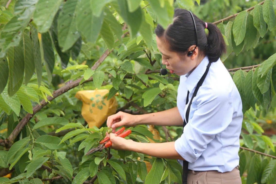 Cán bộ Trung tâm Dịch vụ tổng hợp xã Chiềng Sung hướng dẫn người dân kỹ thuật chăm sóc cây na. Ảnh: Nguyễn Nga.