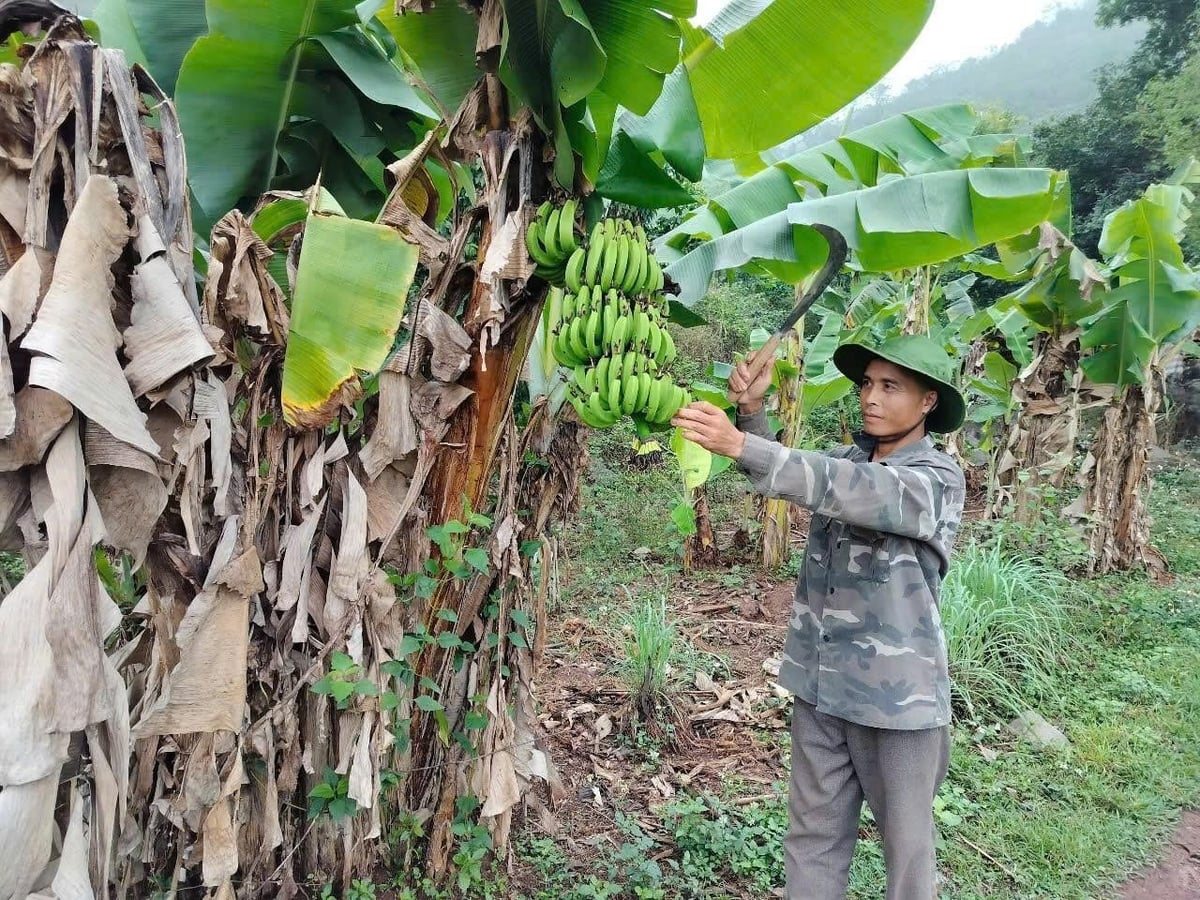 Anh Thanh là nông dân điển hình ở Mường Hoa vươn lên thoát nghèo. Ảnh: Thái Bình.