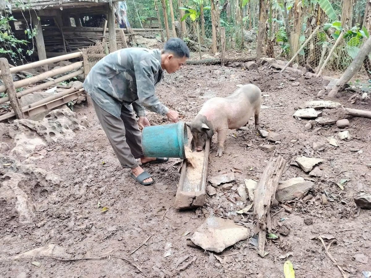 Anh Thanh đang tập trong chăn nuôi những đặc sản bản địa như lợn Mường, gà đồi, dê núi và trâu. Ảnh: Thái Bình.