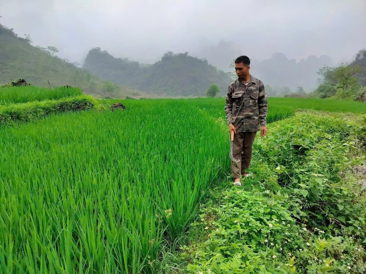 Phụ phẩm từ chăn nuôi, anh Thanh biến thành phân hữu cơ để bón lúa, chuối, ngược lại trồng trọt cung cấp thức ăn cho vật nuôi, tạo thành mô hình tuần hoàn, khép kín. Ảnh: Thái Bình.