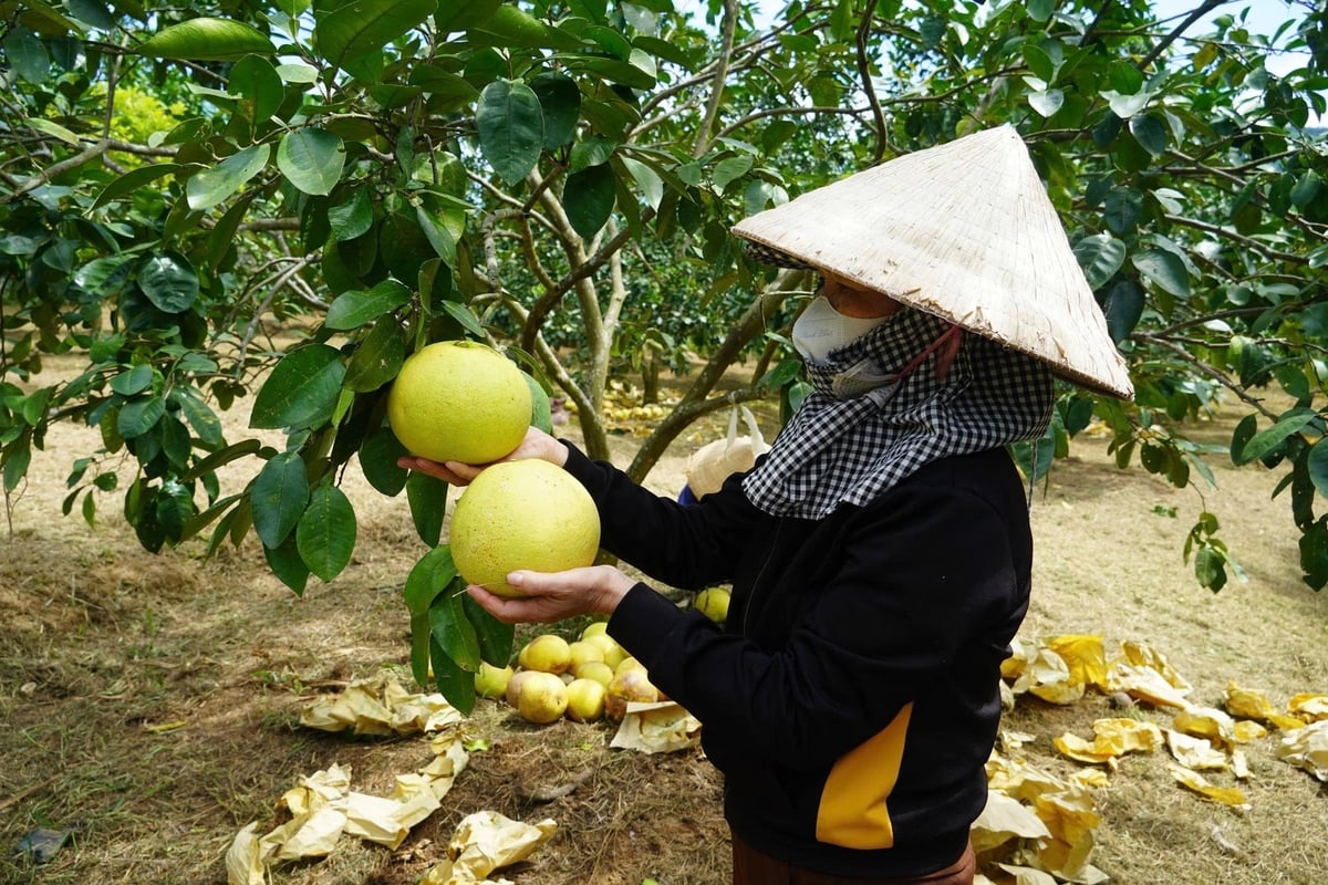 Người dân xem và lựa những quả bưởi đã đến độ thu hoạch. Ảnh: Thanh Tâm.