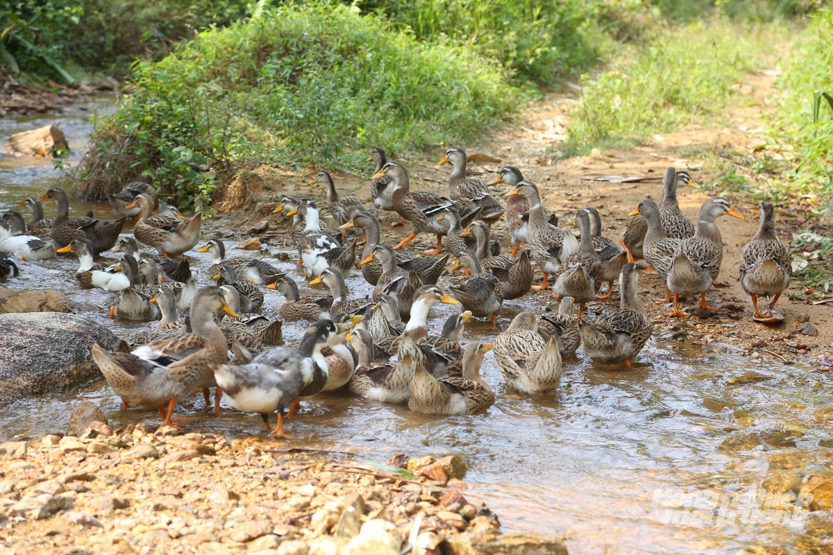 Đàn vịt được thả tự do dưới dòng suối có nguồn nước trong, mát quanh năm. Ảnh: Thanh Ngà.