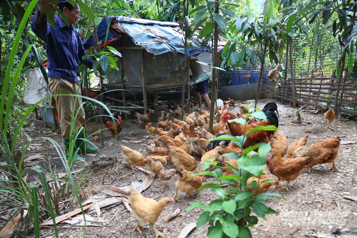 Hơn 300 con gà cũng được nuôi thả ngoài tự nhiên. Ảnh: Thanh Ngà.
