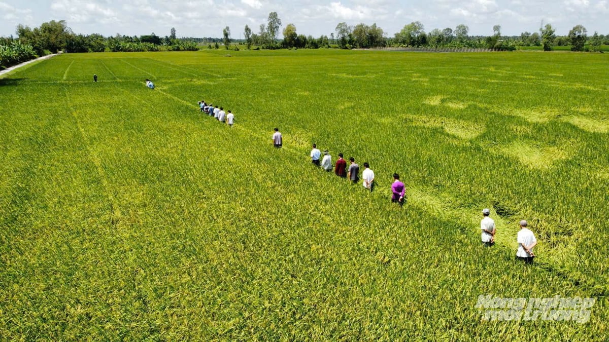 Các hợp tác xã tại TP Cần Thơ triển khai nhiều mô hình sản xuất lúa chất lượng cao, phát thải thấp, áp dụng cơ giới hóa. Ảnh: Văn Vũ.