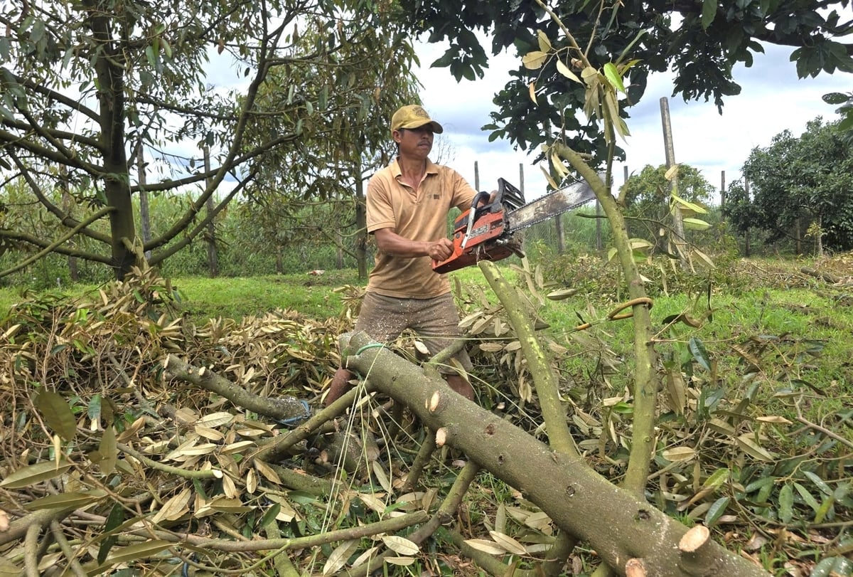 Gia đình anh Thành thuê người phá bỏ vườn sầu riêng. Ảnh: Tuấn Anh.