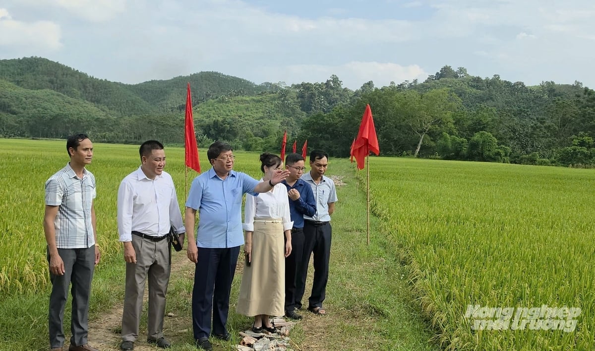 Các đại biểu tham quan cánh đồng trồng lúa giống Tẻ nương Hà Giang tại xã Quang Bình, tỉnh Tuyên Quang. Ảnh: Đào Thanh.
