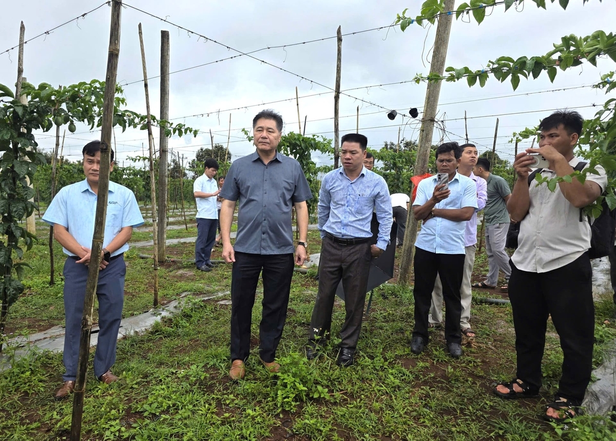 Ông Lê Quốc Thanh tham quan mô hình liên kết trồng chanh leo của Nafoods Group. Ảnh: Tuấn Anh.