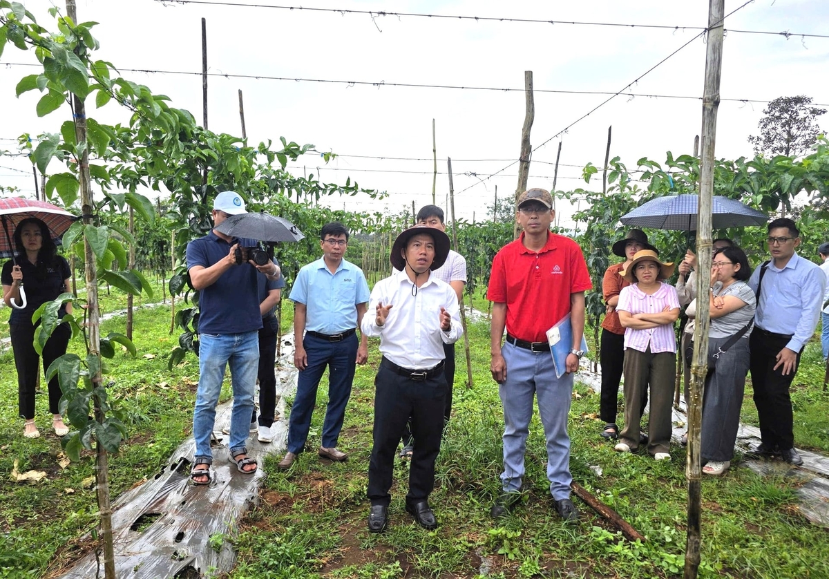 Nafoods Group chia sẻ về mô hình liên kết trồng chanh leo. Ảnh: Tuấn Anh.