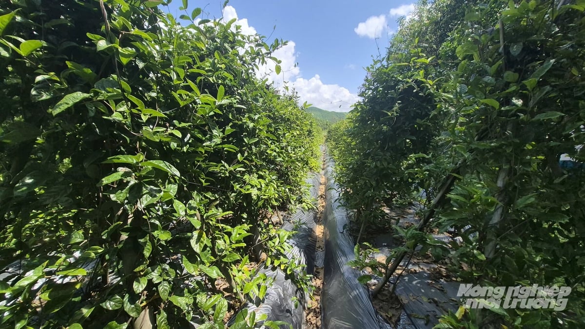 Cây ba kích thích hợp với thổ nhưỡng, khí hậu ở xã Kỳ Thượng. Ảnh: Nguyễn Thành. Cây ba kích thích hợp với thổ nhưỡng, khí hậu ở xã Kỳ Thượng. Ảnh: Nguyễn Thành.