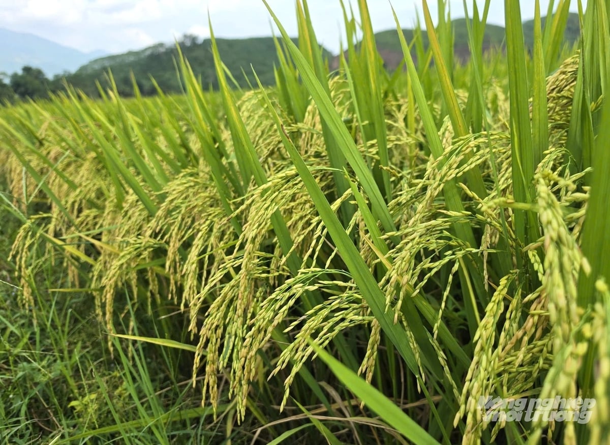 Với nhiều ưu điểm trên đồng ruộng, giống Tẻ nương Hà Giang đang dần khẳng định được chỗ đứng trên thị trường tỉnh Tuyên Quang và trên cả nước. Ảnh: Đào Thanh.