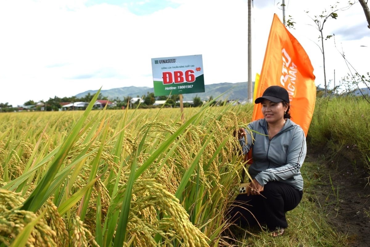 Bà Đinh Thị Bích Loan ở tổ dân phố Bình An (phường An Nhơn Bắc) bên diện tich lúa ĐB6 của mình. Ảnh: V.Đ.T.
