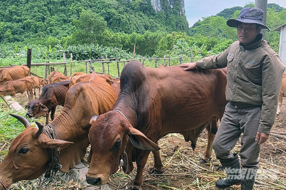 Gai đình ông Phạm Ngọc Duyễn có thu nhập ổn định nhờ vốn vay từ Agribank Chi nhánh Bắc Quảng Bình. Ảnh: Võ Dũng. Gai đình ông Phạm Ngọc Duyễn có thu nhập ổn định nhờ vốn vay từ Agribank Chi nhánh Bắc Quảng Bình. Ảnh: Võ Dũng.
