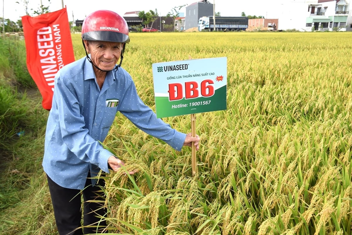 Nông dân HTX Nông nghiệp Nhơn Hạnh 2 (phường An Nhơn Bắc) 'mê mẩn' trước mã lúa ĐB6. Ảnh: V.Đ.T.