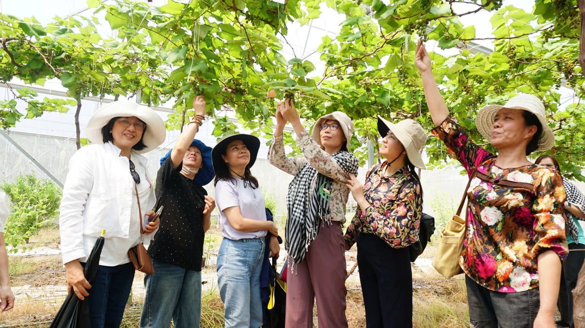 Tây Ninh đang phát huy tiềm năng du lịch nông nghiệp, bên cạnh danh thắng núi Bà Đen, du khách có thể tham quan vườn cây trái và trải nghiệm văn hóa, phong tục địa phương. Ảnh: Trần Trung.