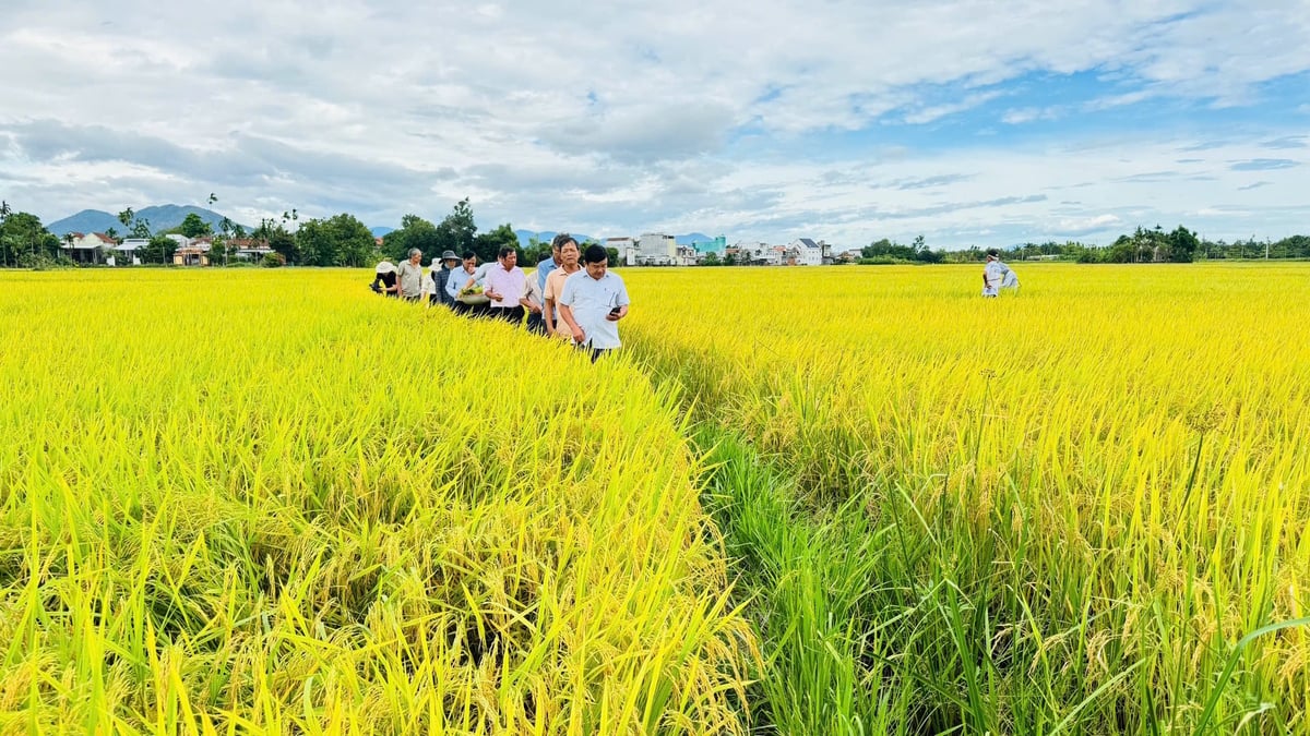 Kết quả mô hình cho thấy hiệu quả kinh tế cao hơn so với ruộng lúa đối chứng. Ảnh: Lê Khánh.