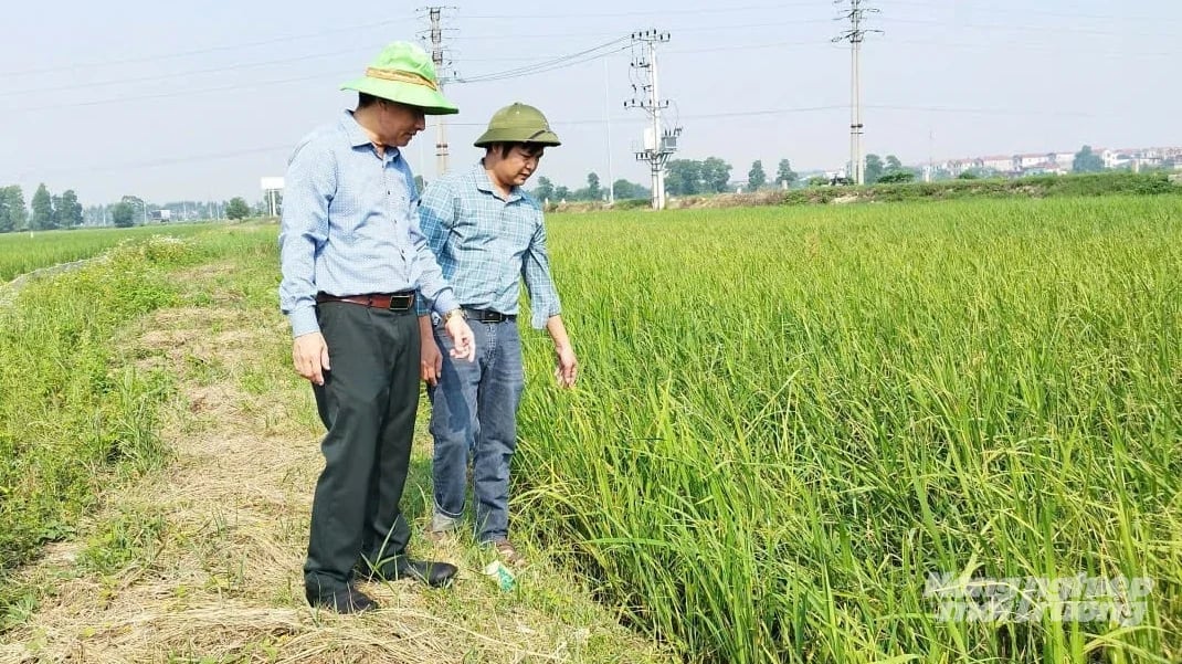 Cơ quan chuyên môn kiểm tra tình hình chuột hại tại xã Tiên Du và Yên Phong. Ảnh: Phạm Minh. Cơ quan chuyên môn kiểm tra tình hình chuột hại tại xã Tiên Du và Yên Phong. Ảnh: Phạm Minh.