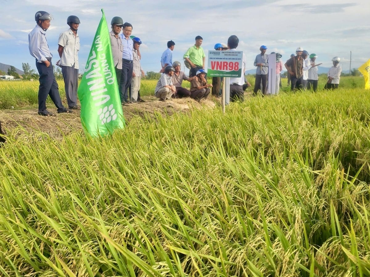 Nông dân tham quan cánh đồng lúa VNR98 tại thôn Phong An (xã Phù Cát, Gia Lai). Ảnh: V.Đ.T.