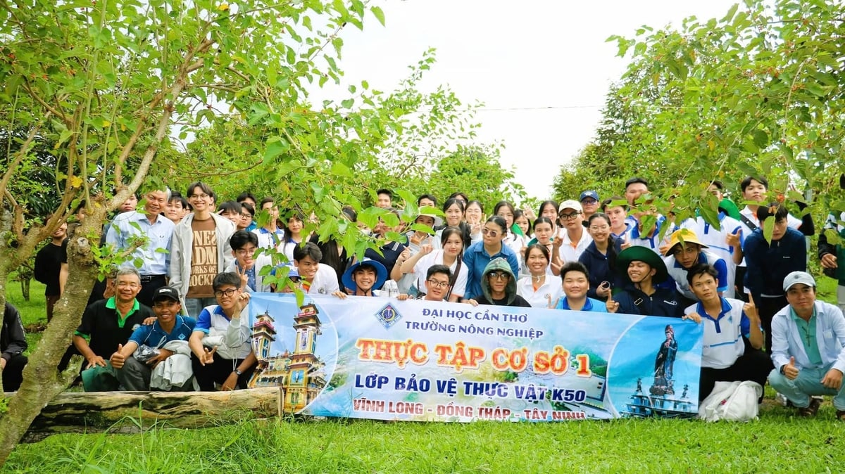 Vườn dâu tằm hữu cơ Ba Phong không chỉ hút khách mà còn là nơi học sinh, sinh viên và thực tập sinh đến học tập nghiên cứu khoa học. Ảnh: Trần Trung.