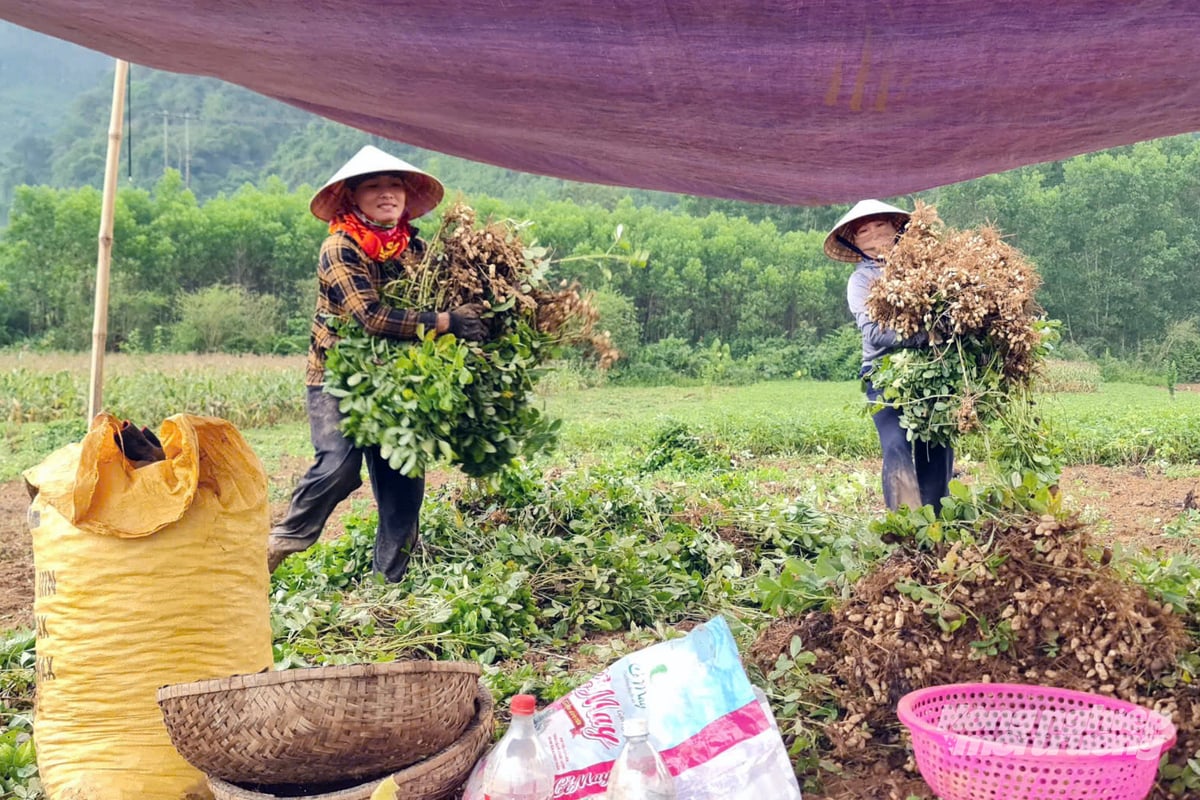 Niềm vui được mùa lạc của đồng bào Bru Vân Kiều. Ảnh: Võ Dũng.