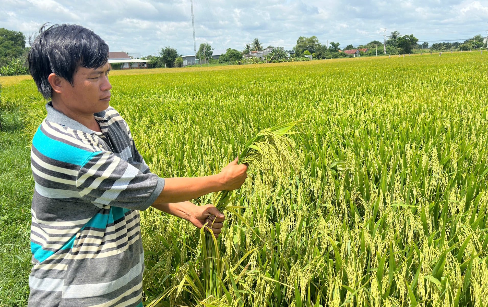 Nông dân phấn khởi vì mô hình giúp bà con giảm chi phí, tăng lợi nhuận. Ảnh: KS.