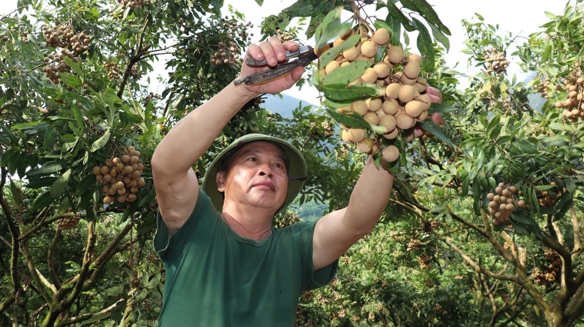 Nhãn Sơn Thủy - cây ăn quả giúp người dân Nật Sơn làm giàu bền vững. Ảnh: Cổng TT xã Nật Sơn.