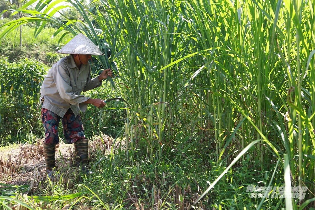 Trước khi nhận bò, bà Mai được cán bộ xã Thác Bà tập huấn kỹ thuật, hướng dẫn làm chuồng và chủ động nguồn thức ăn để chăm sóc bò. Ảnh: Thanh Ngà. Trước khi nhận bò, bà Mai được cán bộ xã Thác Bà tập huấn kỹ thuật, hướng dẫn làm chuồng và chủ động nguồn thức ăn để chăm sóc bò. Ảnh: Thanh Ngà.