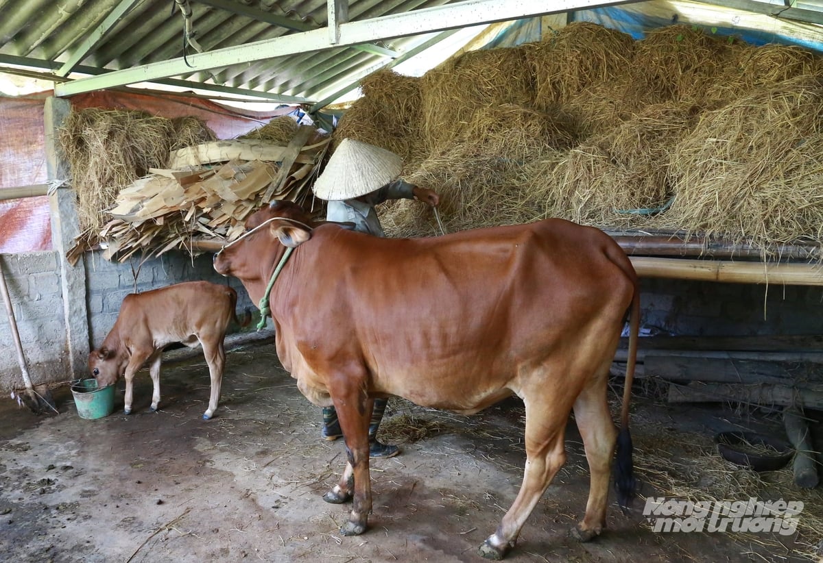 Với hộ nghèo, một con bò cái sinh sản có thể trở thành điểm khởi đầu để gây dựng đàn vật nuôi và có thêm thu nhập. Ảnh: Thanh Ngà. Với hộ nghèo, một con bò cái sinh sản có thể trở thành điểm khởi đầu để gây dựng đàn vật nuôi và có thêm thu nhập. Ảnh: Thanh Ngà.
