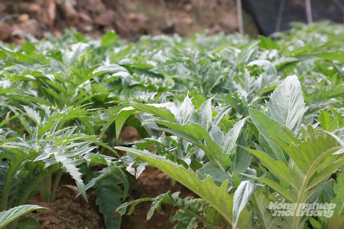 45 loài dược liệu thông thường vào danh mục khuyến khích, hỗ trợ phát triển. Ảnh: Thanh Ngà.