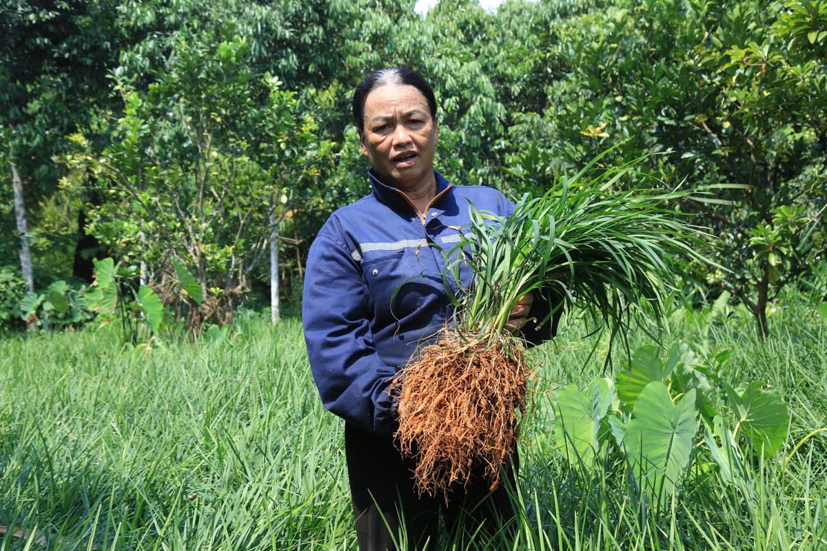 Toàn xã Hưng Khánh có trên 70ha trồng mạch môn. Ảnh: Thanh Tiến. Toàn xã Hưng Khánh có trên 70ha trồng mạch môn. Ảnh: Thanh Tiến.