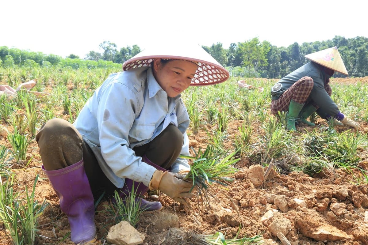 Chị Bích trồng mạch môn trên diện tích trước đây trồng quế. Ảnh: Thanh Tiến. Chị Bích trồng mạch môn trên diện tích trước đây trồng quế. Ảnh: Thanh Tiến.
