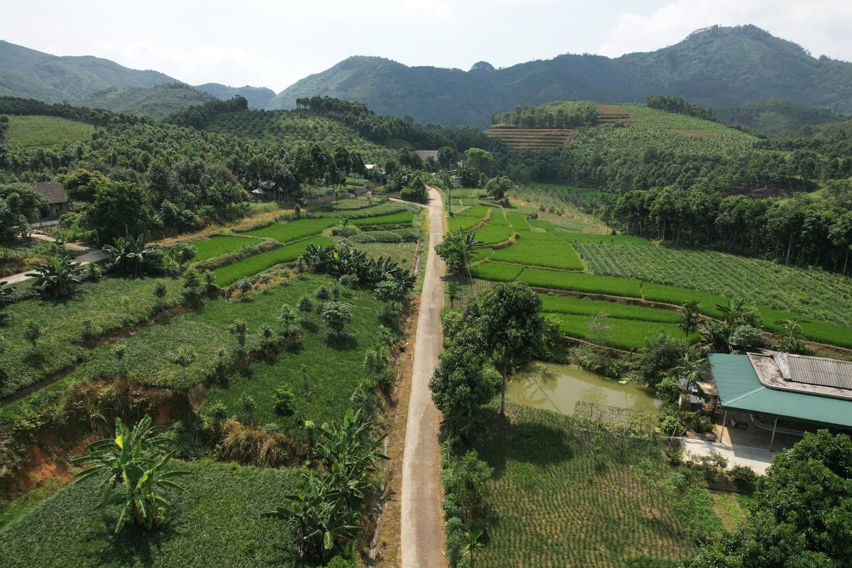 Việc cấp mã số vùng trồng và chứng nhận GACP sẽ giúp mở rộng thị trường tiêu thụ sản phẩm. Ảnh: Thanh Tiến. Việc cấp mã số vùng trồng và chứng nhận GACP sẽ giúp mở rộng thị trường tiêu thụ sản phẩm. Ảnh: Thanh Tiến.