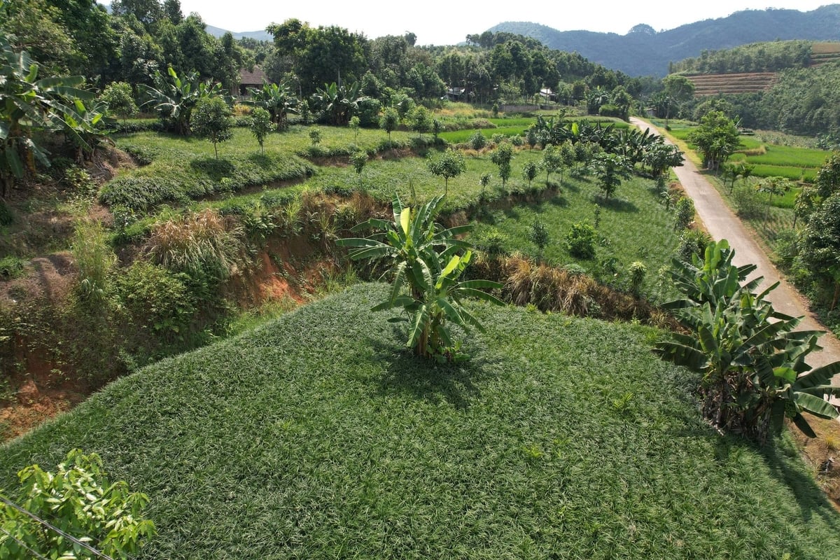Cây mạch môn đang được hàng trăm hộ dân ở Hưng Khánh phát triển. Ảnh: Thanh Tiến. Cây mạch môn đang được hàng trăm hộ dân ở Hưng Khánh phát triển. Ảnh: Thanh Tiến.