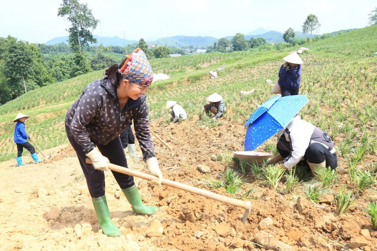 Bà Tuyết cùng các hộ dân đổi công trồng cây mạch môn. Ảnh: Thanh Tiến. Bà Tuyết cùng các hộ dân đổi công trồng cây mạch môn. Ảnh: Thanh Tiến.