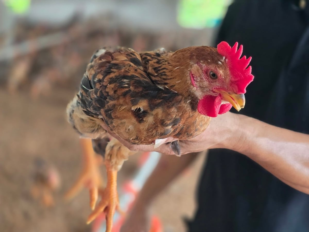 Sau nhiều biến cố, người nuôi gà tại An Châu vẫn đang cố gắng giữ nghề. Ảnh: Việt Khánh. 